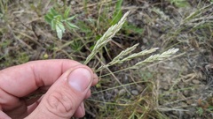 Poa cusickii