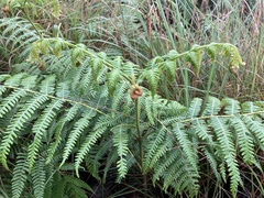 Pteridium aquilinum wightianum