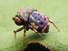 Rhetenor texanus