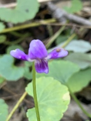 Viola perreniformis