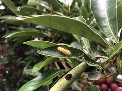 Miltochrista arcuata
