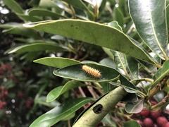 Miltochrista arcuata