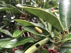 Miltochrista arcuata