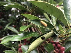 Miltochrista arcuata