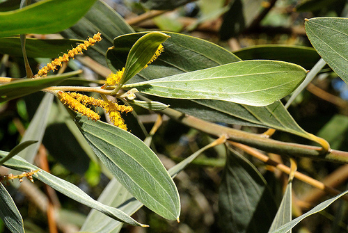 Acacia holosericea