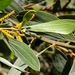 Acacia holosericea - Photo (c) Tony Rodd, algunos derechos reservados (CC BY-NC-SA)