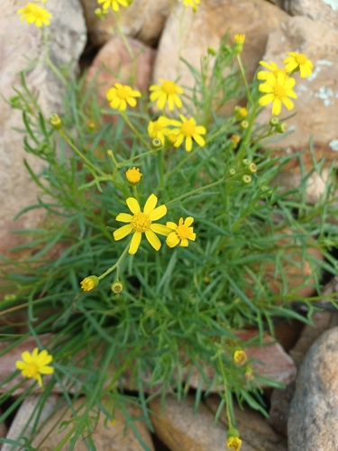 Image of Senecio spanomerus by (c) Peter Crowcroft, some rights reserved (CC BY)
