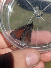 Erebia discoidalis
