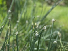 Allium proliferum