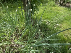 Allium proliferum
