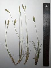Poa cusickii