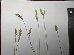 Poa cusickii