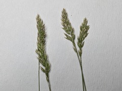Poa cusickii