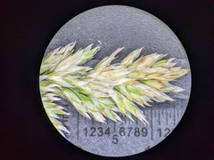 Poa cusickii