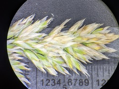 Poa cusickii