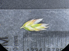 Poa cusickii