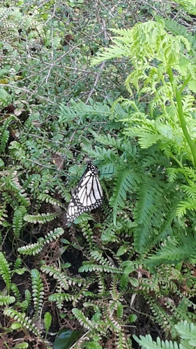 Monarch butterfly