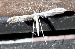 Lioptilodes albistriolatus