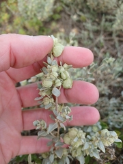 Atriplex vesicaria