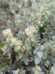 Atriplex vesicaria