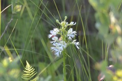 Platanthera leucophaea