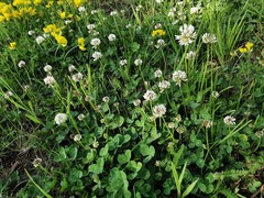 Trifolium repens