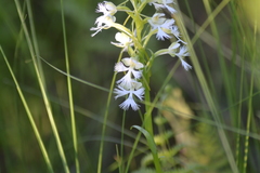 Platanthera leucophaea