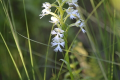 Platanthera leucophaea