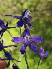 Delphinium depauperatum