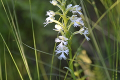Platanthera leucophaea