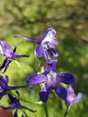Delphinium depauperatum