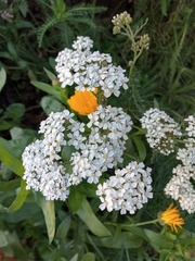 Achillea millefolium