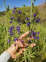 Delphinium depauperatum