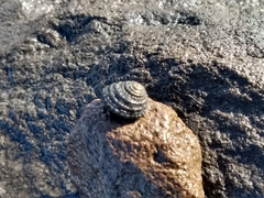 Diloma bicanaliculatum