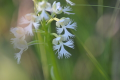 Platanthera leucophaea