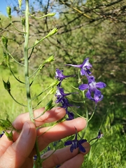 Delphinium depauperatum