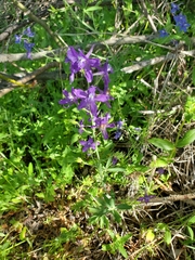 Delphinium depauperatum