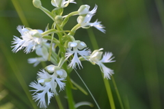 Platanthera leucophaea