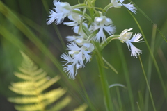 Platanthera leucophaea