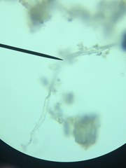 Miozoa