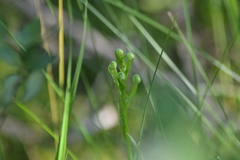 Platanthera leucophaea