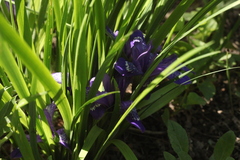 Iris uniflora