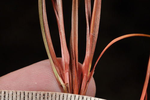 Image of Carex punicea by (c) Pieter Pelser, some rights reserved (CC BY)