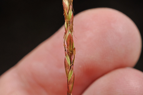 Image of Carex punicea by (c) Pieter Pelser, some rights reserved (CC BY)