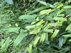 Dioscorea japonica