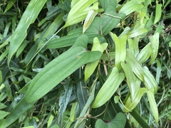Dioscorea japonica