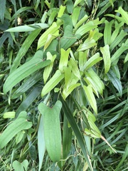 Dioscorea japonica
