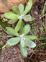 Pseudognaphalium adnatum