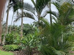 Dypsis lutescens