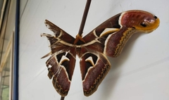 Archaeoattacus edwardsii